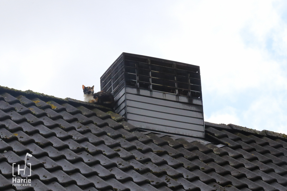 Kat op dak-6042.jpg